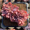 Echeveria 'Luella' Crested 4" Large Cluster Succulent Plant Cutting