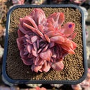 Echeveria 'Luella' Crested 4" Large Cluster Succulent Plant Cutting