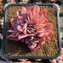 Echeveria 'Luella' Crested 4" Large Cluster Succulent Plant Cutting