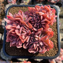Echeveria 'Luella' Crested 4" Large Cluster Succulent Plant Cutting