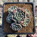 Echeveria 'Nanahukumini' 2"-3" Succulent Plant Cutting