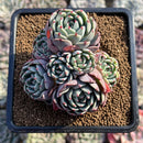 Echeveria 'Nanahukumini' 2"-3" Succulent Plant Cutting