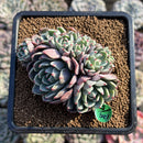 Echeveria 'Nanahukumini' 2"-3" Succulent Plant Cutting