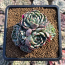 Echeveria 'Nanahukumini' 2"-3" Succulent Plant Cutting
