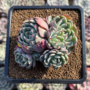 Echeveria 'Nanahukumini' 2"-3" Succulent Plant Cutting