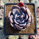 Echeveria 'Hayul' 3" Succulent Plant Cutting