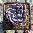 Echeveria 'Hayul' 3" Succulent Plant Cutting