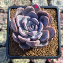 Echeveria 'Hayul' 3" Succulent Plant Cutting