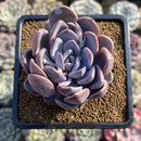 Echeveria 'Hayul' 3" Succulent Plant Cutting