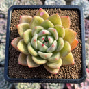 Echeveria 'Yellow Champaign' 3" Succulent Plant Cutting