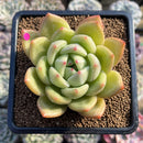 Echeveria 'Yellow Champaign' 3" Succulent Plant Cutting