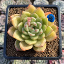 Echeveria 'Yellow Champaign' 3" Succulent Plant Cutting