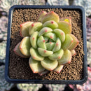 Echeveria 'Yellow Champaign' 3" Succulent Plant Cutting