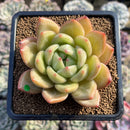 Echeveria 'Yellow Champaign' 3" Succulent Plant Cutting