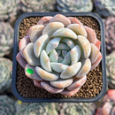 Echeveria 'Orange Monroe' 2" Succulent Plant Cutting