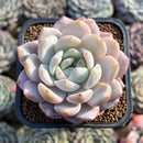 Echeveria 'Orange Monroe' 2" Succulent Plant Cutting