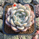 Echeveria 'Orange Monroe' 2" Succulent Plant Cutting