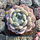 Echeveria 'Orange Monroe' 2" Succulent Plant Cutting