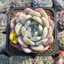 Echeveria 'Orange Monroe' 2" Succulent Plant Cutting