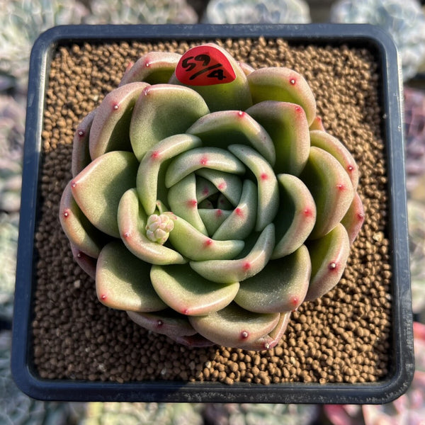 nevada succulent Echeveria 'Artio' 3" Succulent Plant Cutting – True Succulents Plant Co
