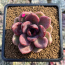 Echeveria 'Pink Tulip' 3" Succulent Plant Cutting