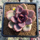 Echeveria 'Pink Tulip' 3" Succulent Plant Cutting