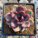Echeveria 'Pink Tulip' 3" Succulent Plant Cutting