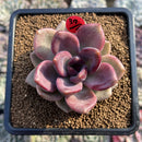 Echeveria 'Pink Tulip' 3" Succulent Plant Cutting
