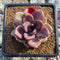 Echeveria 'Pink Tulip' 3" Succulent Plant Cutting