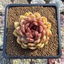 Echeveria 'Ellin' 2" Succulent Plant Cutting
