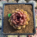 Echeveria 'Ellin' 2" Succulent Plant Cutting