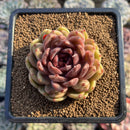 Echeveria 'Ellin' 2" Succulent Plant Cutting