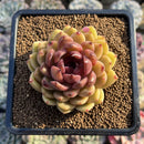 Echeveria 'Ellin' 2" Succulent Plant Cutting