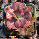Echeveria 'Red Phoenix' Variegated 4" Succulent Plant