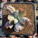 Echeveria 'Culibra' 2" Succulent Plant Cutting