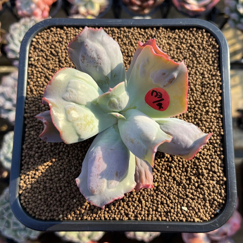 echeveria culibra succulent Echeveria 'Culibra' 2" Succulent Plant Cutting