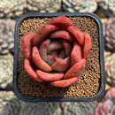 Echeveria 'Pink Champaign' 2" Succulent Plant Cutting