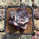 Echeveria 'Black Sabbath' 2" Succulent Plant Cutting