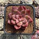 Echeveria 'Bonipica' 2" Succulent Plant Cutting