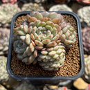 Echeveria 'White Farm' Cluster With Crest 2" Succulent Plant Cutting