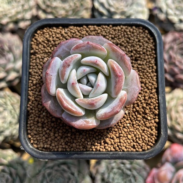 love plant succulent care Echeveria 'Love' 1" Succulent Plant – True Succulents Plant Co
