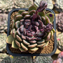 Echeveria 'Boracay' 2"-3" Succulent Plant Cutting