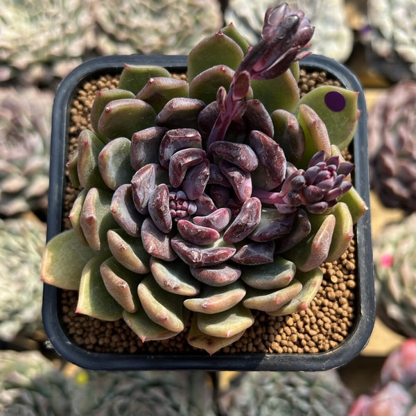 Echeveria 'Boracay' 2
