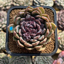 Echeveria 'Boracay' 2"-3" Succulent Plant Cutting