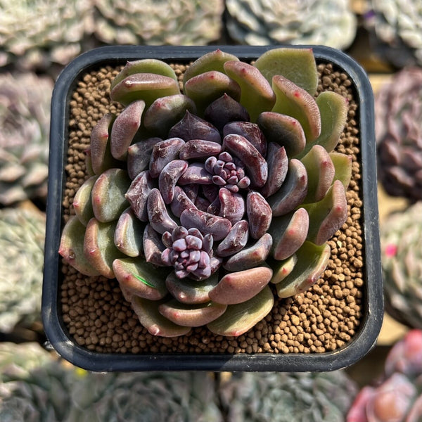 新種　2　Echeveria Cuquitae Echeveria 'Boracay' 2