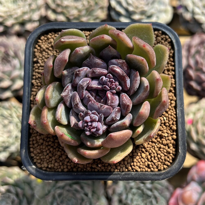 earl may succulents Echeveria 'Boracay' 2"-3" Succulent Plant Cutting – True Succulents Plant  Co