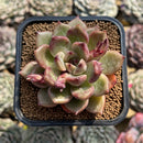Echeveria 'Dark Ice' 2" Succulent Plant Cutting