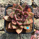 Echeveria 'Dark Ice' 2" Succulent Plant Cutting