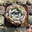 Echeveria 'White Imitation' 2" New Hybrid Succulent Plant Cutting