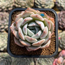 Echeveria 'White Imitation' 2" New Hybrid Succulent Plant Cutting